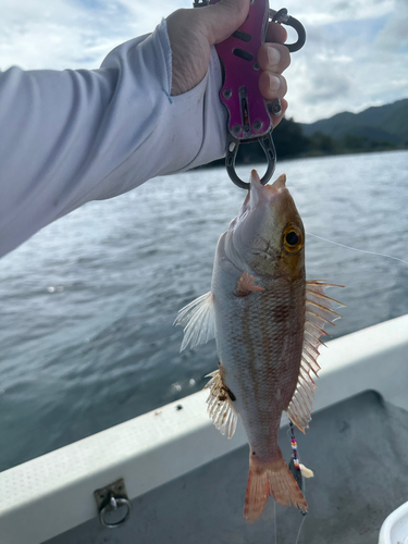 イトフエフキの釣果