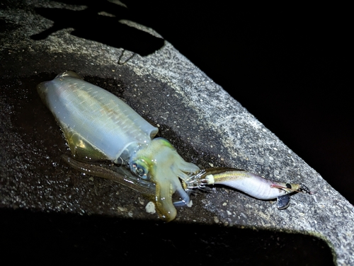 アオリイカの釣果