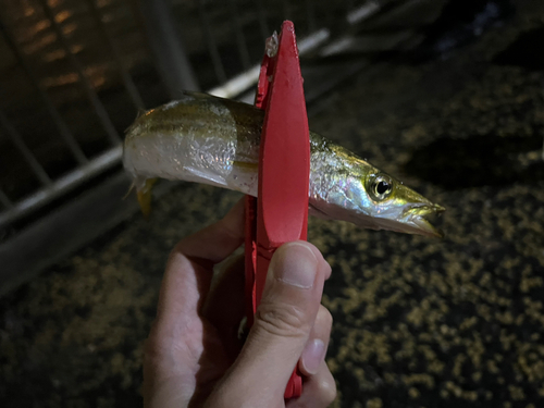 カマスの釣果