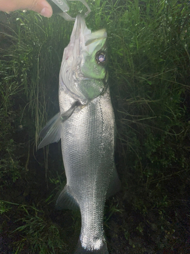 スズキの釣果