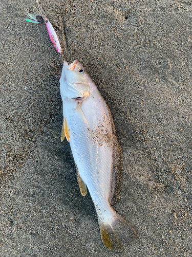 イシモチの釣果