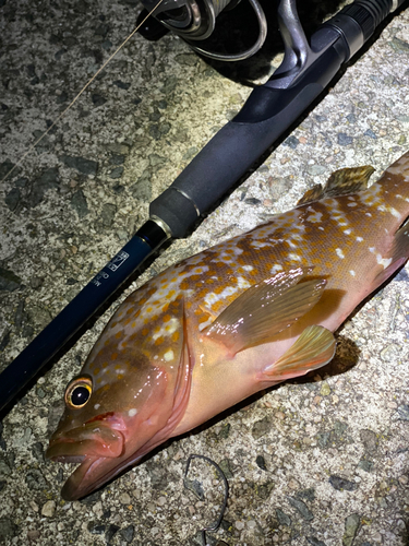 アコウの釣果