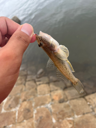 マハゼの釣果