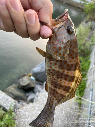 キジハタの釣果