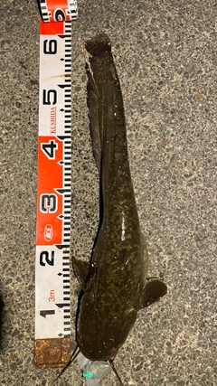 ニホンナマズの釣果