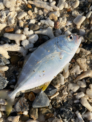 イシミーバイの釣果