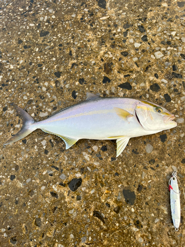 ネリゴの釣果