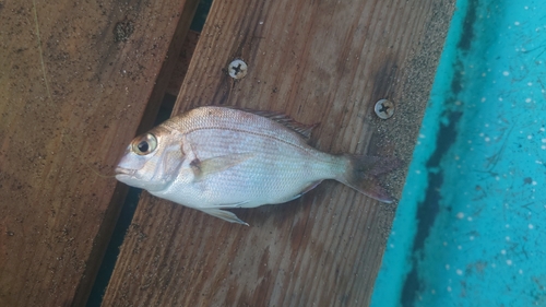 チャリコの釣果