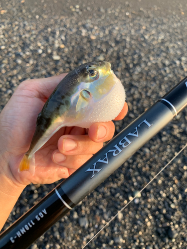 シロサバフグの釣果