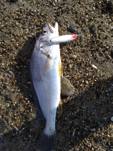 ニベの釣果