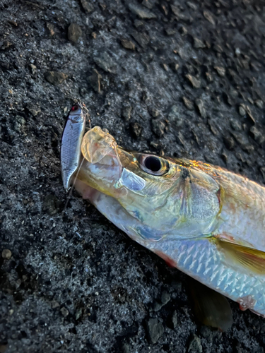 ターポンの釣果