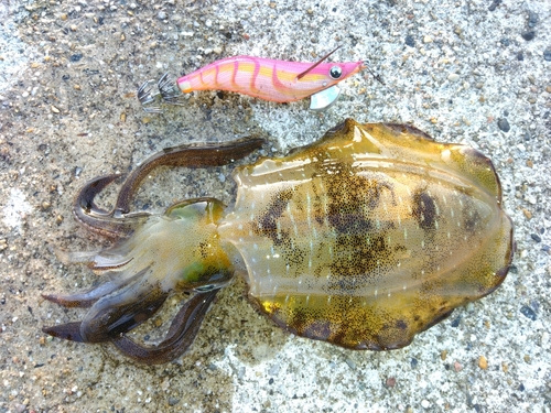 アオリイカの釣果