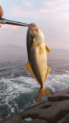 ショゴの釣果