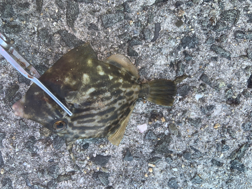 カワハギの釣果