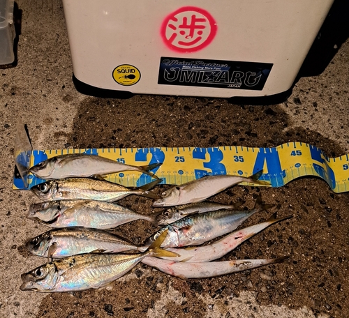 アジの釣果