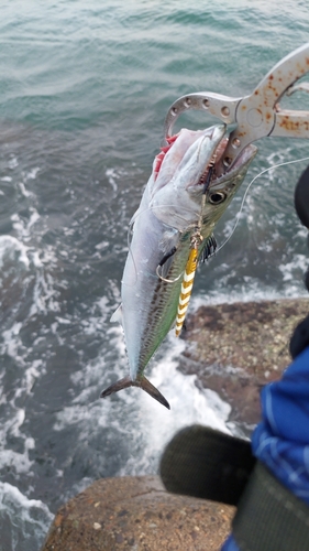 サゴシの釣果