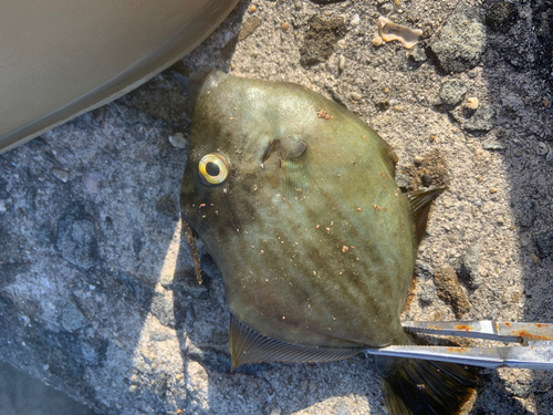 カワハギの釣果