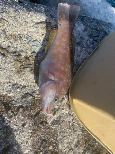 ベラの釣果