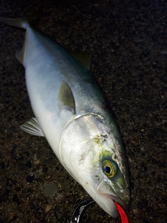 ワカシの釣果