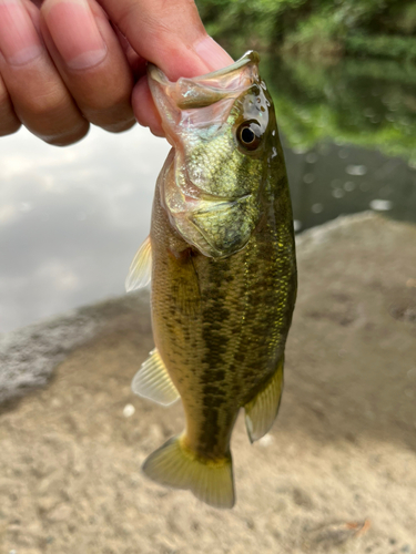 ラージマウスバスの釣果