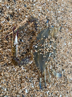 カニの釣果