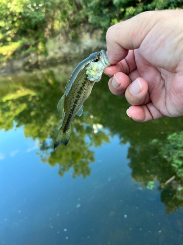 ラージマウスバスの釣果