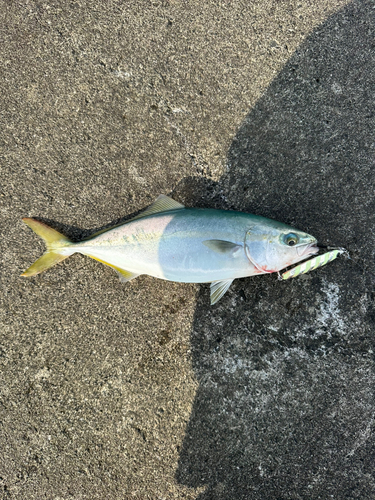 ワカシの釣果