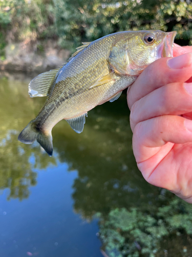 ラージマウスバスの釣果