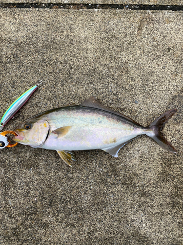 ショゴの釣果