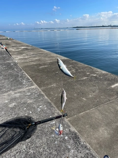 マサバの釣果