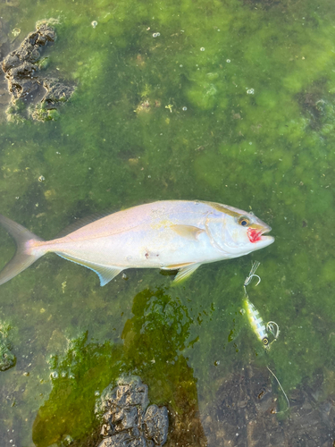 ショゴの釣果