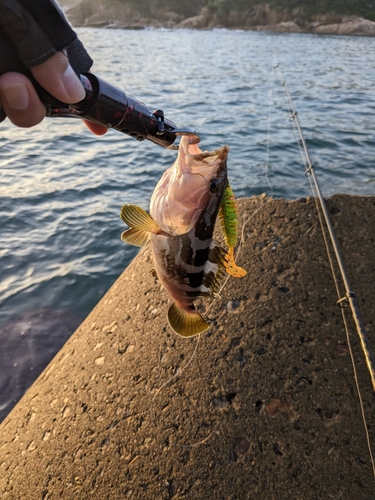 キジハタの釣果