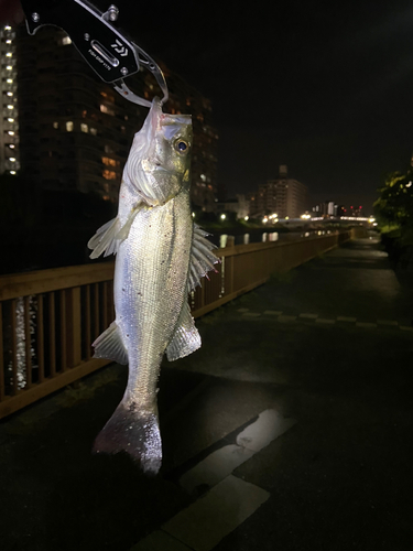 セイゴ（マルスズキ）の釣果