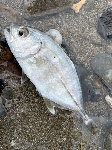 イシミーバイの釣果