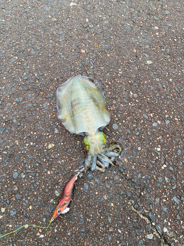 アオリイカの釣果