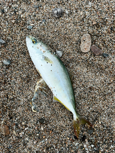 ツバイソの釣果