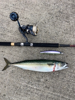 サバの釣果