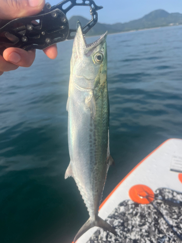 サゴシの釣果