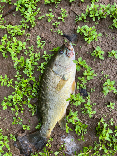 ブラックバスの釣果