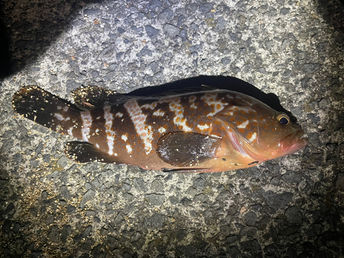 アコウの釣果