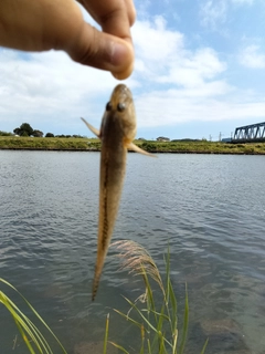 マハゼの釣果