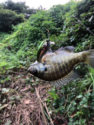 ブルーギルの釣果