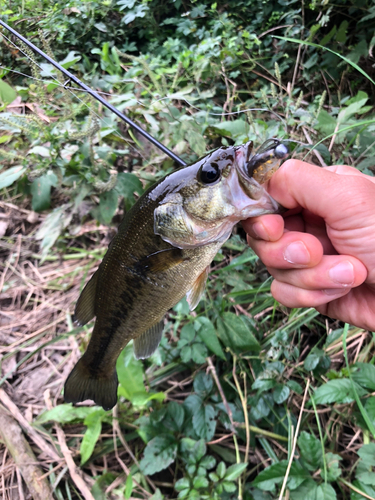 ブラックバスの釣果