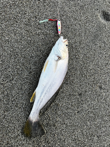 ニベの釣果