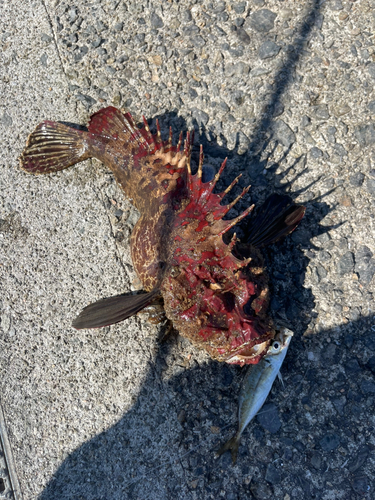 オニオコゼの釣果