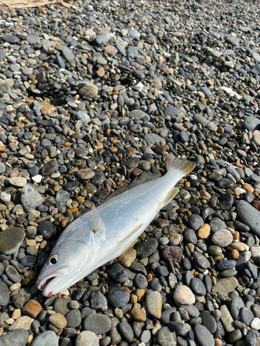 オオニベの釣果