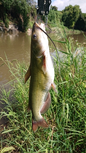 アメリカナマズの釣果