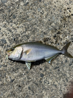 カンパチの釣果