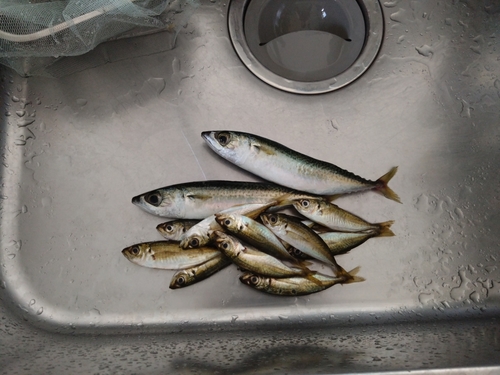 サバの釣果