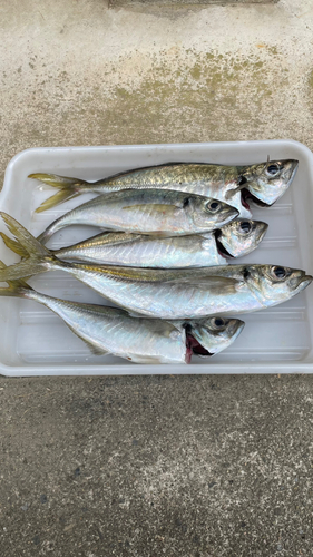 アジの釣果